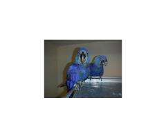 Hyacinth Macaws Breeder Pair for sale.