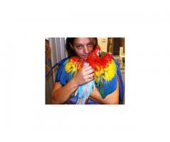 Scarlet macaw proven breeder Pairs for sale