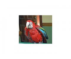 Greenwing Macaw for sale low price