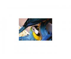 Super Tamed Blue and gold Macaw Babies.