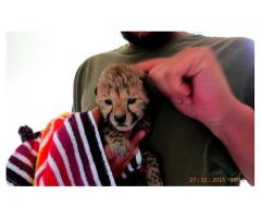 Beautiful Cheetah Cubs Available.