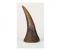Rhinoceros Horns Available