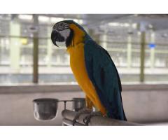Parrots, cockatoos, amazons, conures, cockatiels available