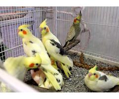 Healthy,trained and tamed parrots and Fertile Parrots Eggs for Sale