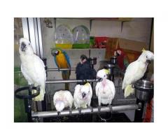 Falcons,macaw parrots, cockatoos, Grey parrots, Amazons and fertile eggs for sale