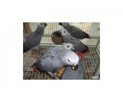 BABY AFRICAN GREY,COCKATOO,MACAWS,OSTRICH AND OTHERS FOR SALE