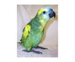 Weaned Healthy Parrots very Tame and Fertile Parrot Eggs For Sale