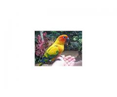 Weaned Healthy Parrots very Tame and Fertile Parrot Eggs For Sale