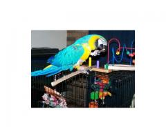 FULLY TAME PARROTS, EXOTIC ANIMALS AND EGGS FOR SALE