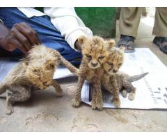 Cheetah Cubs,jaguar Cubs,tiger Cubs And Lion Cubs Now Available whatsapp : +12486625079