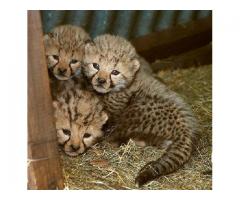 Adorable Cheetah Cubs , Lion Cubs , Tiger Cubs For Sale whatsapp : +12486625079