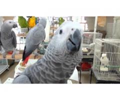 Fully hand reared silly tame Parrots whatsapp : +12486625079
