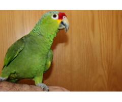 Medically fit weaned and  Tame parrots with medical guarantee for sale  whatsapp : +12486625079