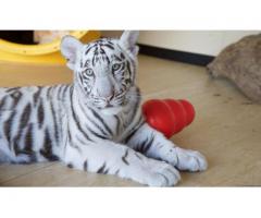 Cheetah Cubs & Lion Cubs & Tiger Cubs Available whatsapp : +12486625079